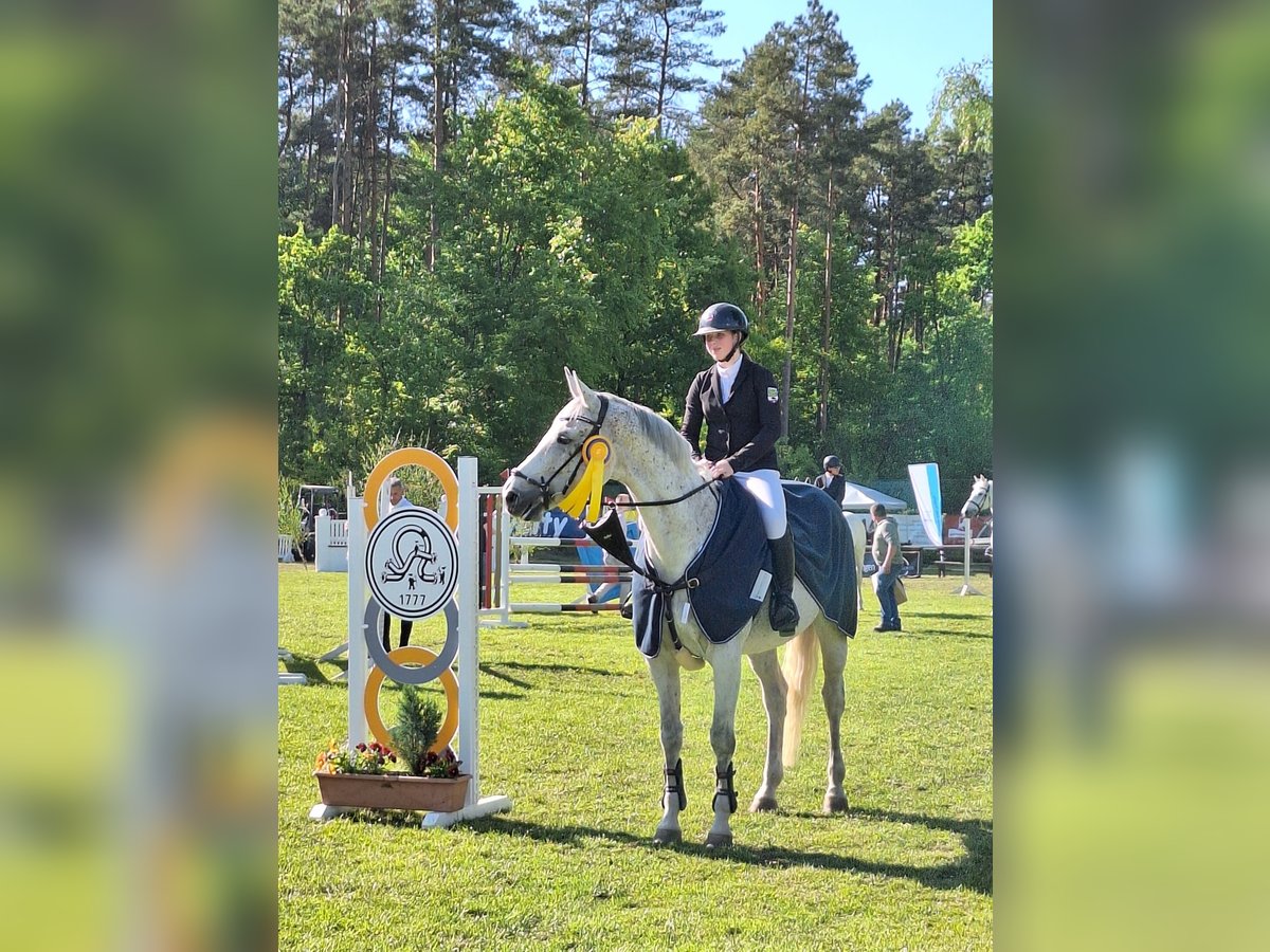 Deutsches Sportpferd Stute 10 Jahre 170 cm Fliegenschimmel in Satuelle