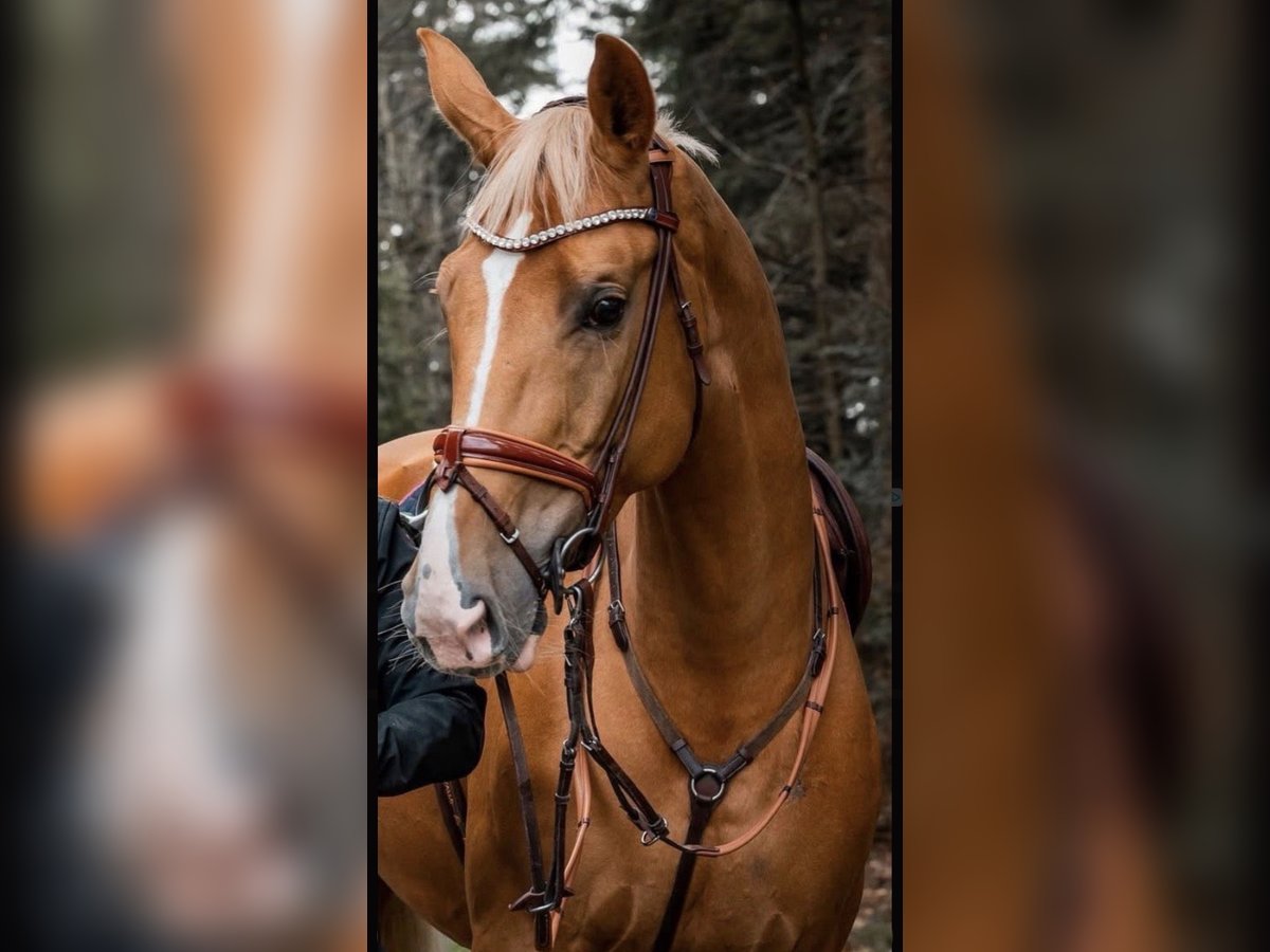Deutsches Sportpferd Stute 10 Jahre 170 cm Palomino in Neunburg vorm Wald