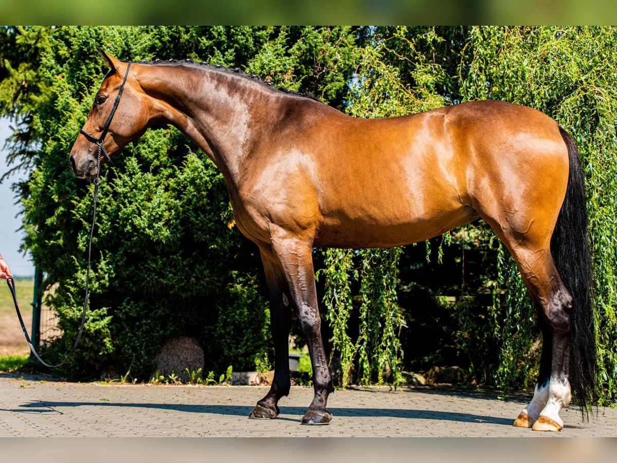 Deutsches Sportpferd Stute 10 Jahre 172 cm Brauner in Ragow-Merz Merz