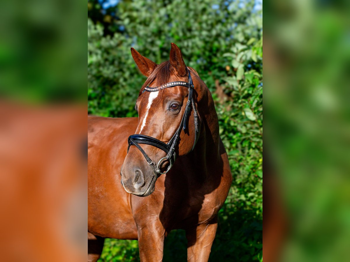 Deutsches Sportpferd Stute 10 Jahre 172 cm Dunkelfuchs in Neritz