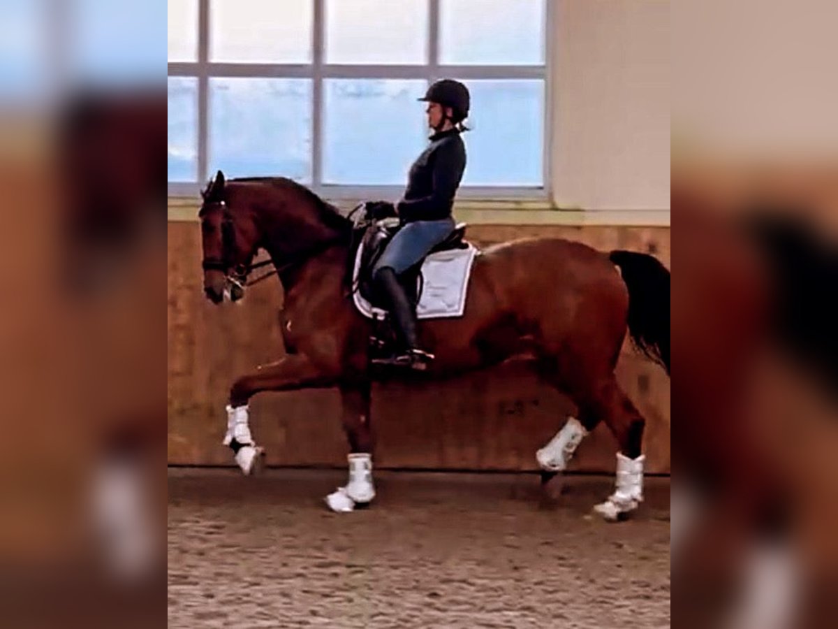 Deutsches Sportpferd Stute 10 Jahre 173 cm Brauner in Hagen am teoutoburger Wald