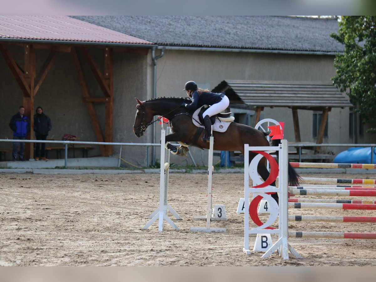 Deutsches Sportpferd Stute 10 Jahre 173 cm Brauner in Rudolstadt