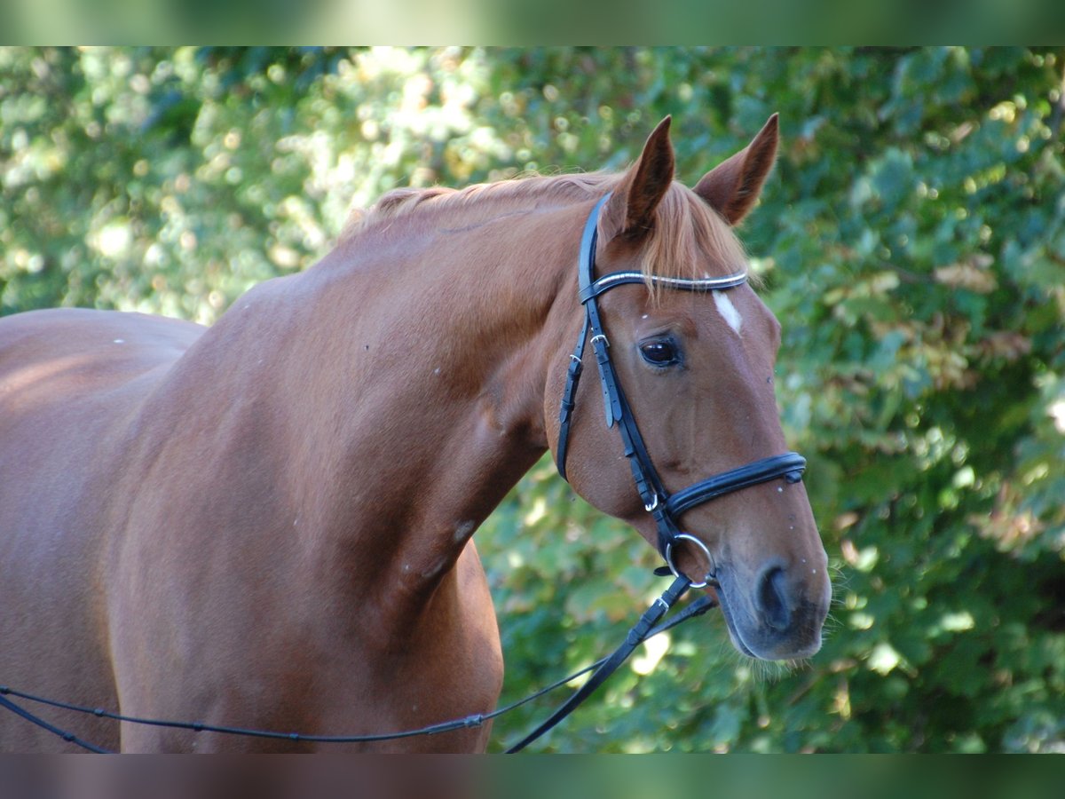 Deutsches Sportpferd Stute 10 Jahre 174 cm Fuchs in Potsdam