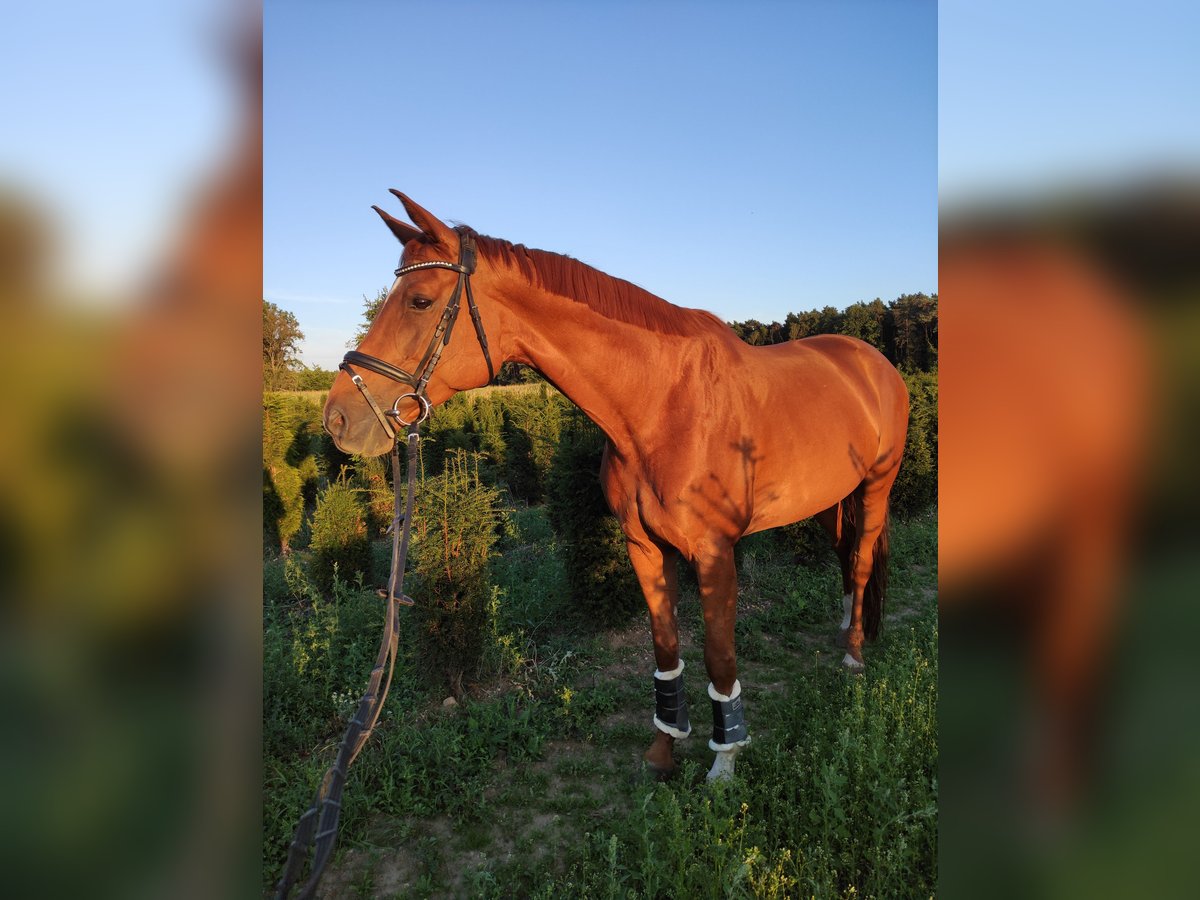 Deutsches Sportpferd Stute 10 Jahre 178 cm Fuchs in Rheinbach