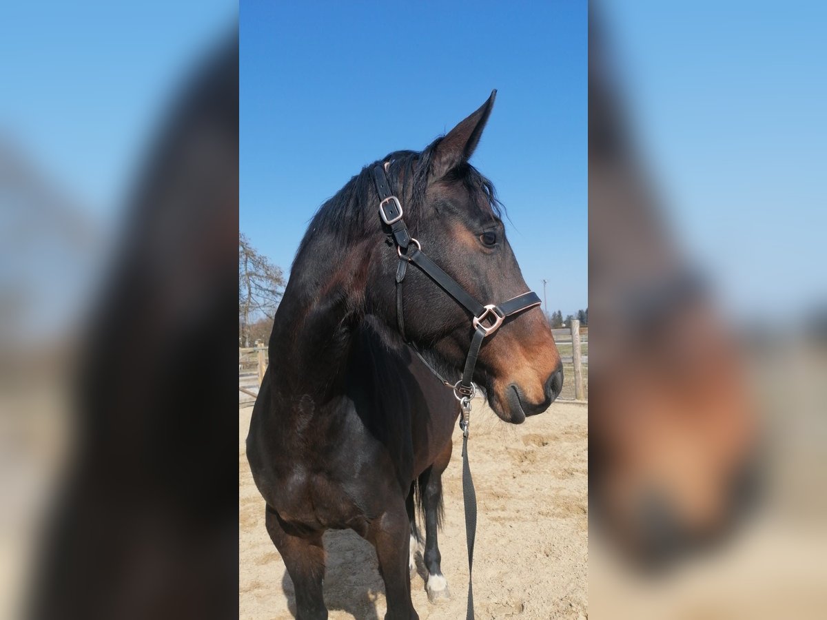 Deutsches Sportpferd Stute 10 Jahre Dunkelbrauner in Weil