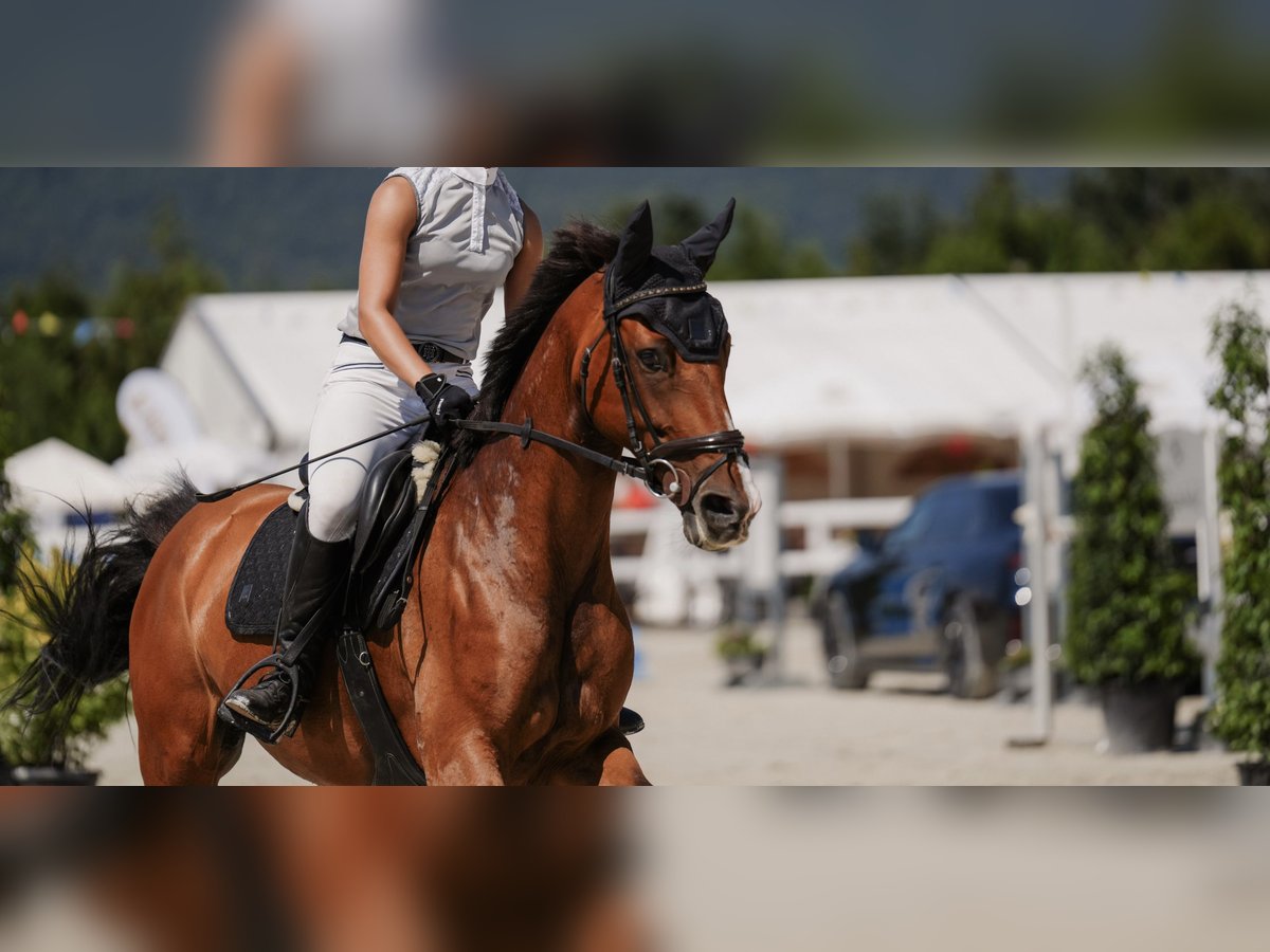 Deutsches Sportpferd Stute 11 Jahre 158 cm Brauner in Koblenz