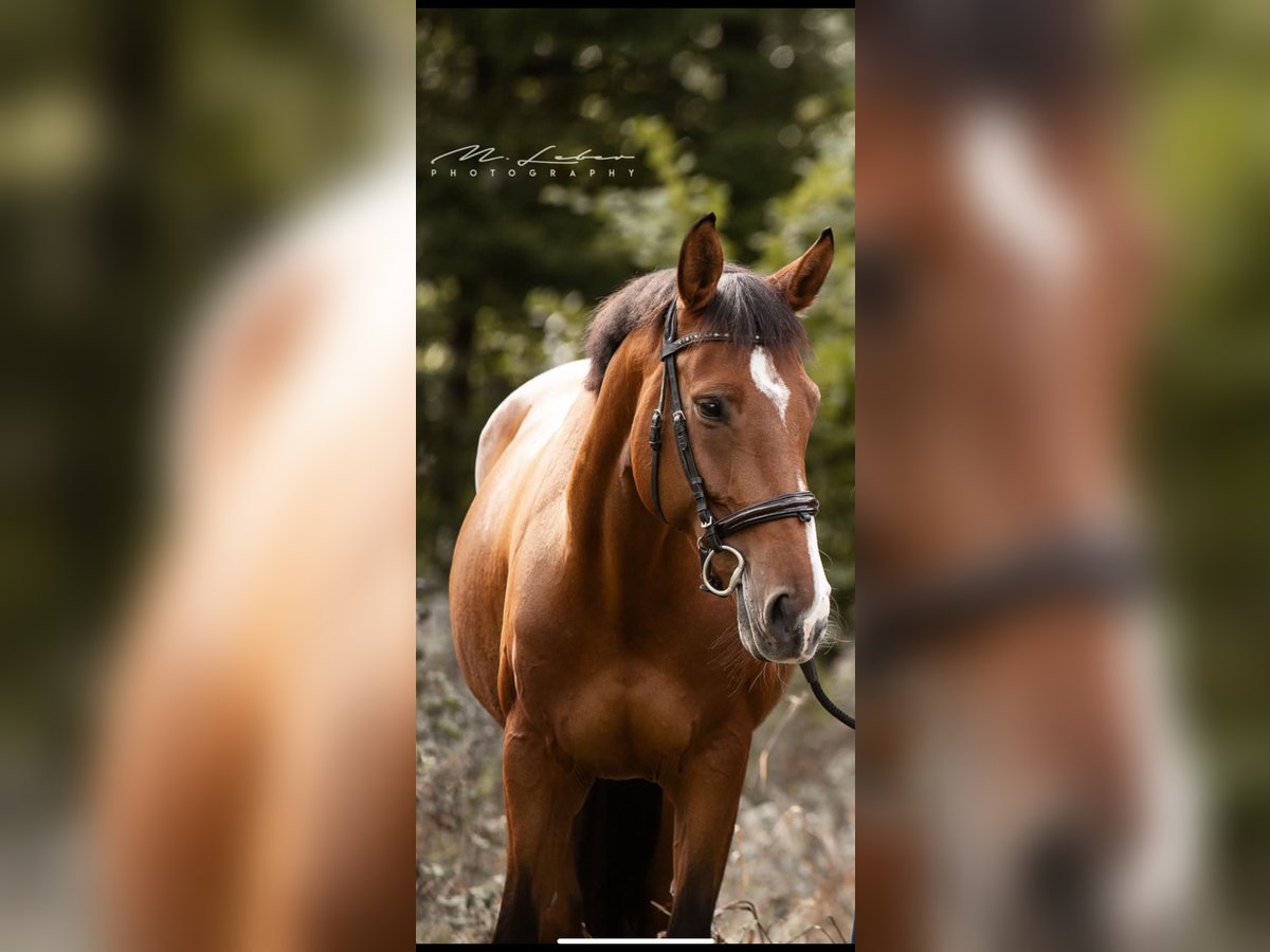 Deutsches Sportpferd Stute 11 Jahre 160 cm Brauner in Koblenz