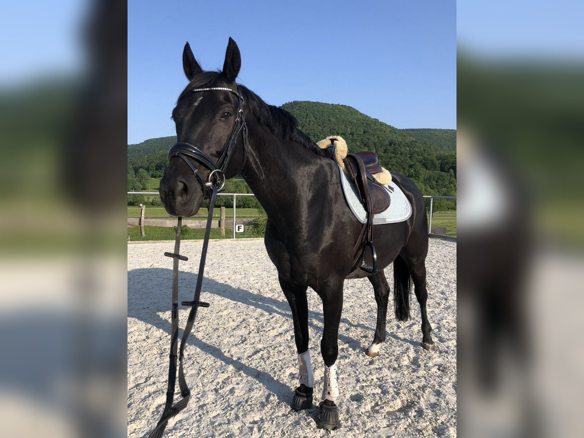 Deutsches Sportpferd Stute 11 Jahre 163 cm Rappe in Deggingen Deutsches Sportpferd Stute 11 Jahre 163 cm Rappe in Deggingen