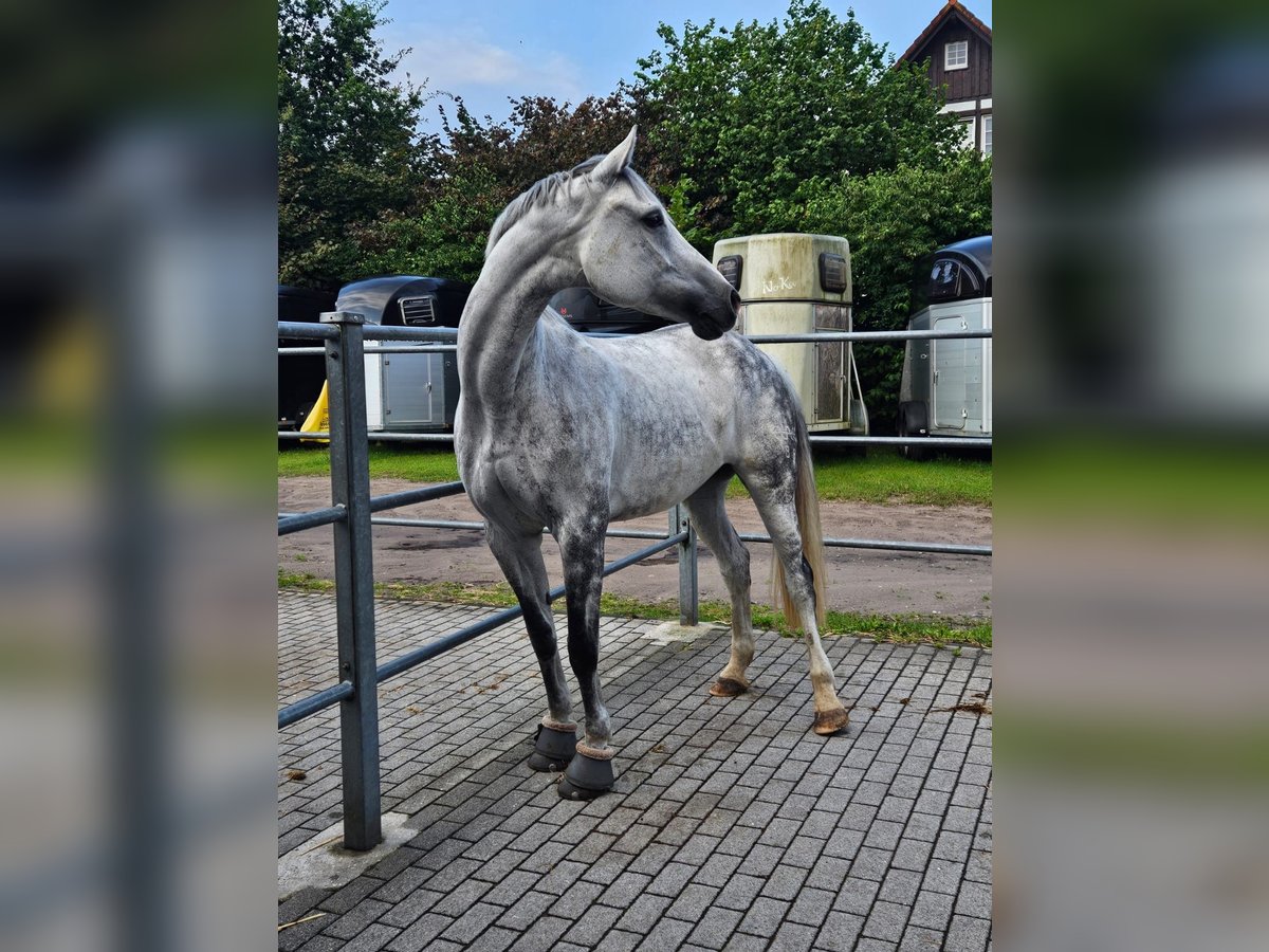 Deutsches Sportpferd Stute 11 Jahre 165 cm Apfelschimmel in Finnentrop