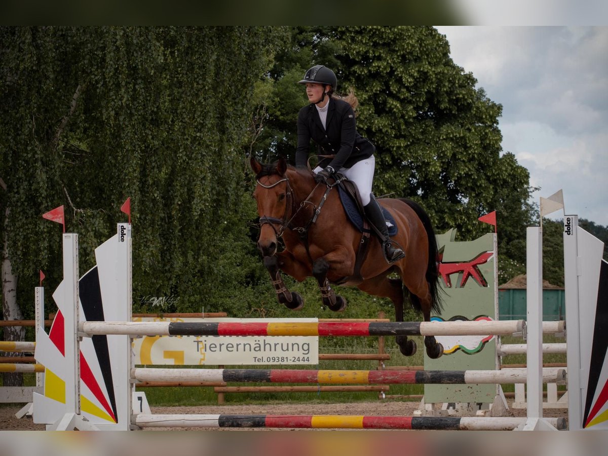 Deutsches Sportpferd Stute 11 Jahre 165 cm Brauner in Obernburg am Main