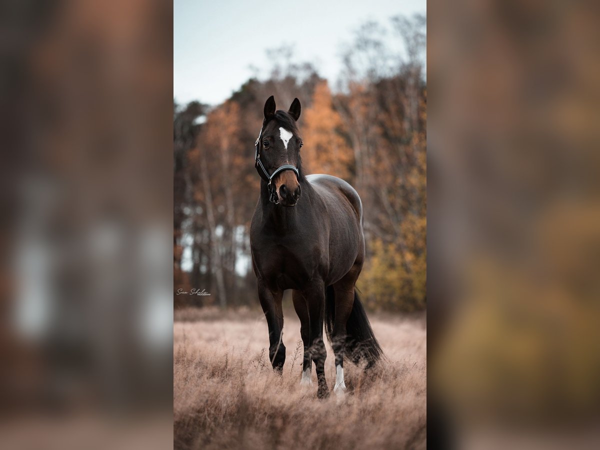 Deutsches Sportpferd Stute 11 Jahre 165 cm in Nennhausen