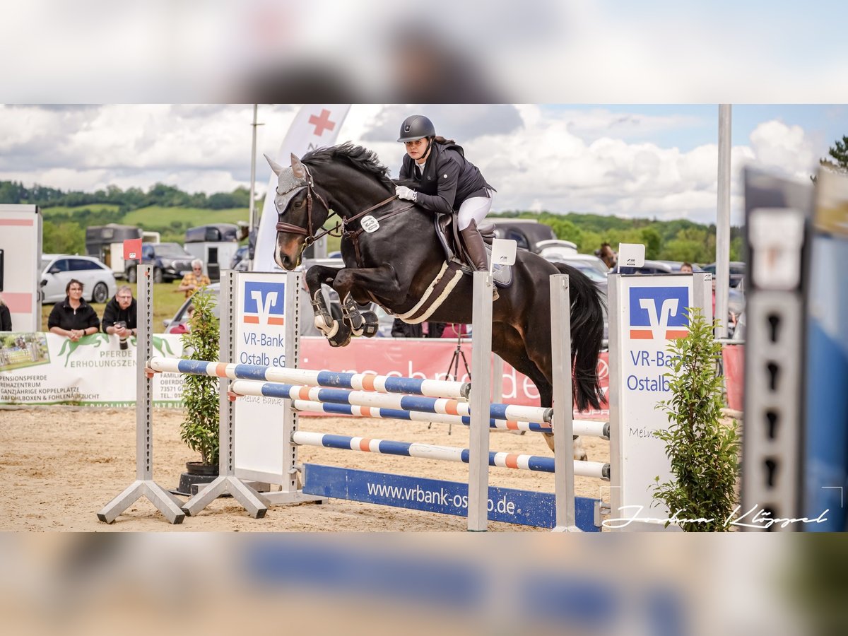 Deutsches Sportpferd Stute 11 Jahre 165 cm Dunkelbrauner in Dischingen