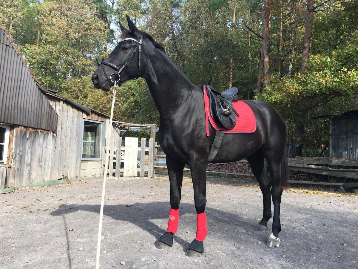Deutsches Sportpferd, Stute in Frankenhardt