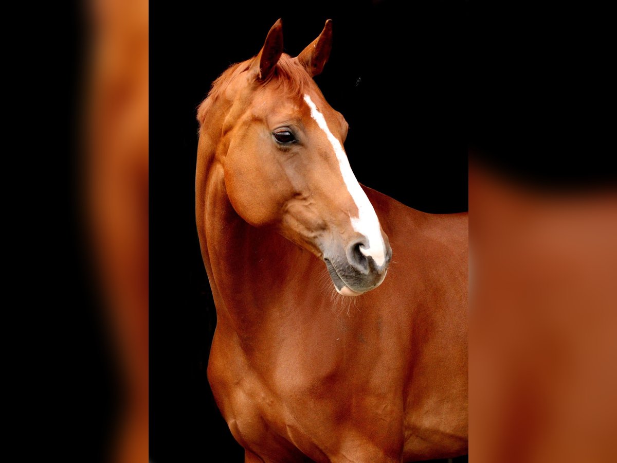 Deutsches Sportpferd Stute 11 Jahre 167 cm Fuchs in Kodersdorf