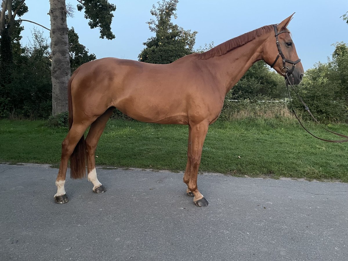 Deutsches Sportpferd Stute 11 Jahre 167 cm Fuchs in Stutensee