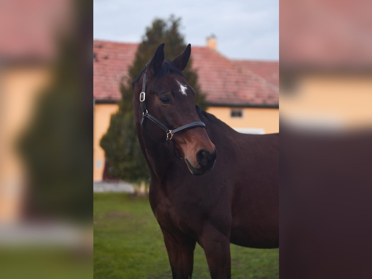 Deutsches Sportpferd Stute 11 Jahre 168 cm Brauner in Kunbaracs