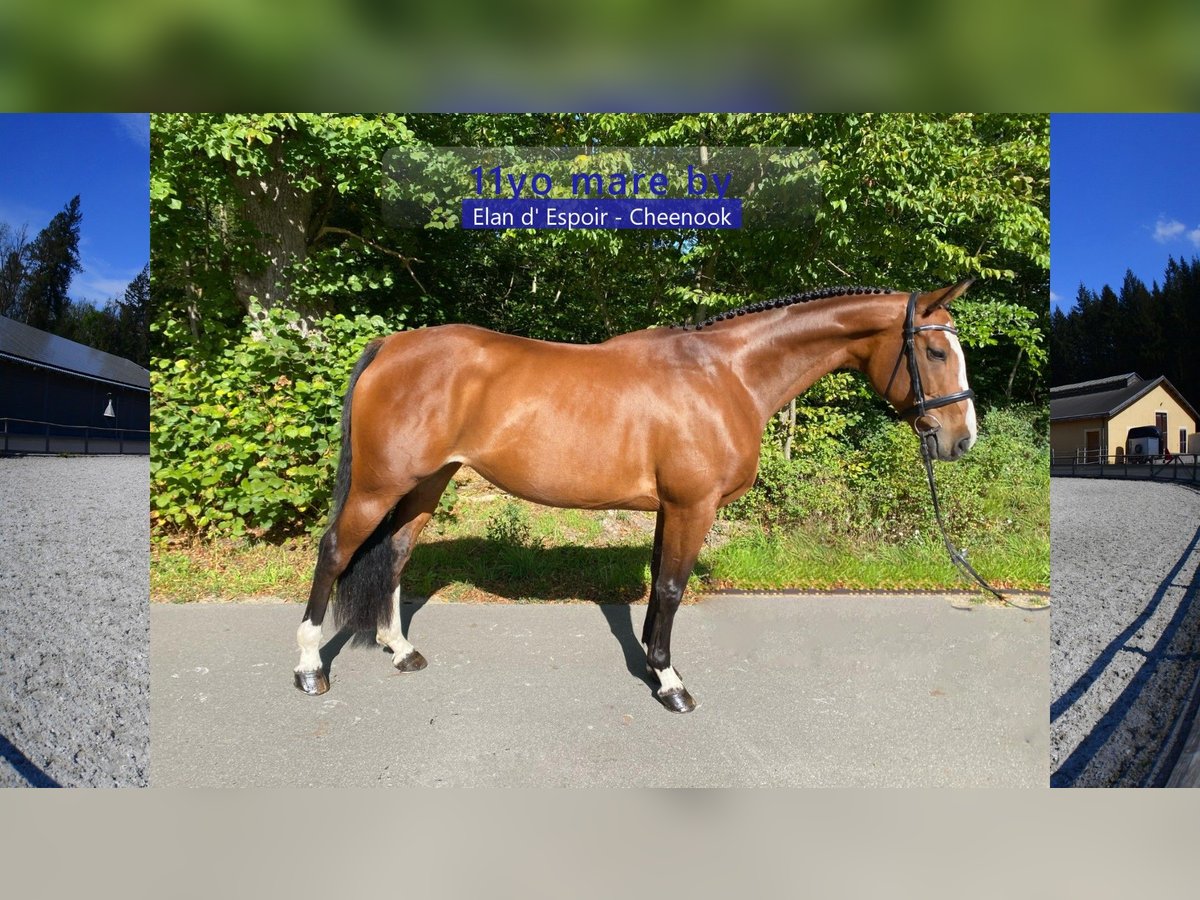 Deutsches Sportpferd Stute 11 Jahre 168 cm Brauner in Gadow