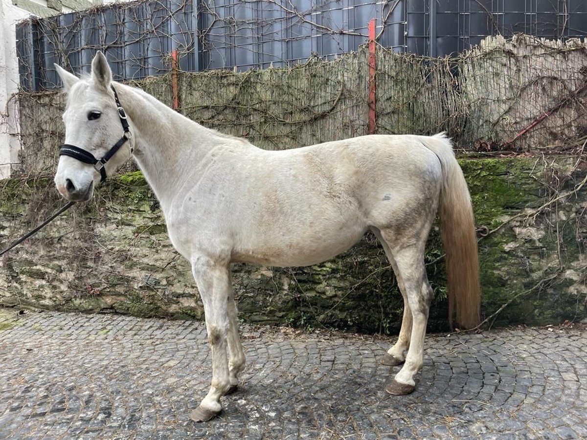 Deutsches Sportpferd Stute 11 Jahre 168 cm Schimmel in Weilburg