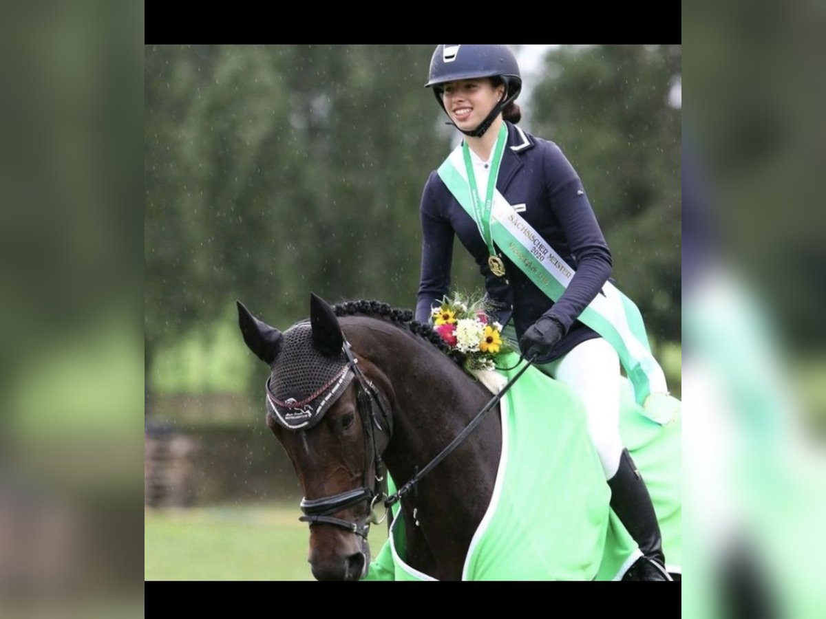 Deutsches Sportpferd Stute 11 Jahre 170 cm Dunkelbrauner in Görlitz