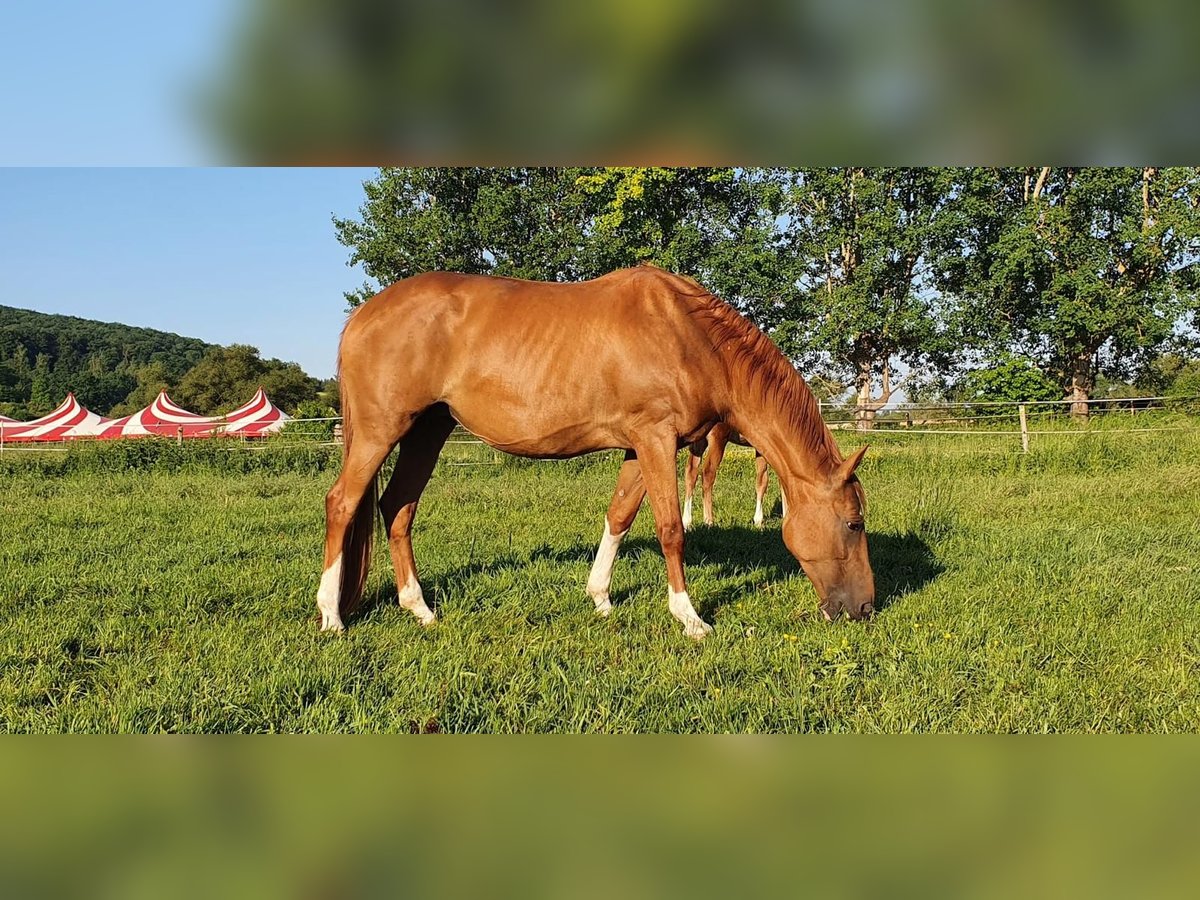 Deutsches Sportpferd Stute 11 Jahre 170 cm Fuchs in Burg (Spreewald)