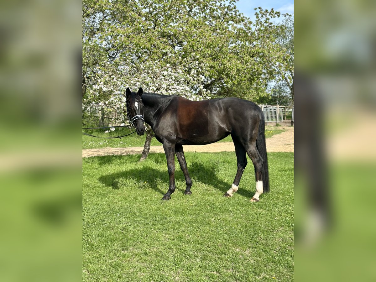 Deutsches Sportpferd Stute 11 Jahre 174 cm Brauner in Teltow