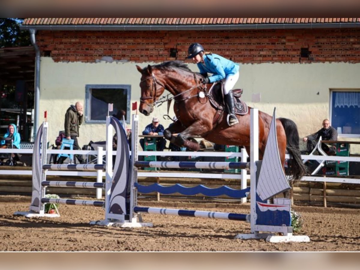 Deutsches Sportpferd Stute 11 Jahre 175 cm Brauner in Teupitz