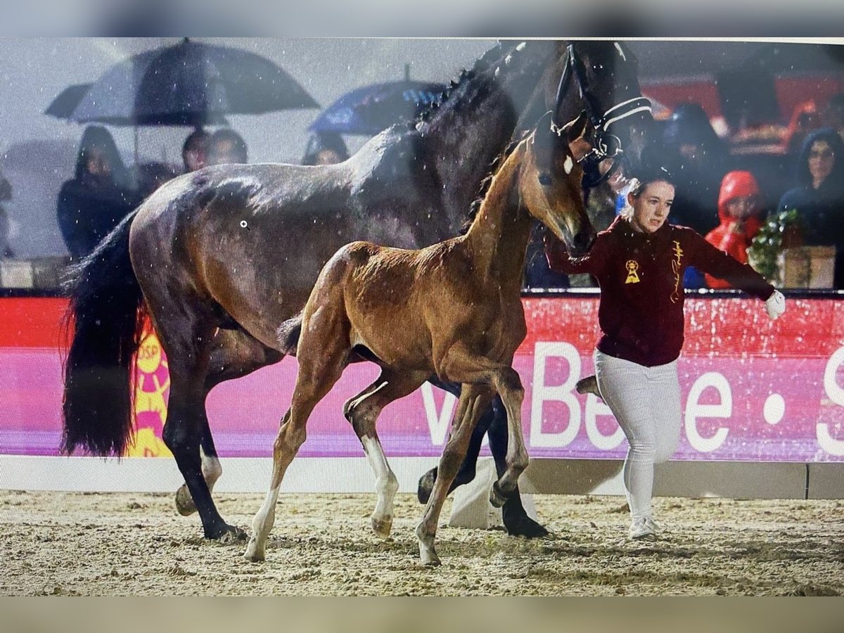 Deutsches Sportpferd Stute 11 Jahre 176 cm Dunkelbrauner in Rohr in Niederbayern