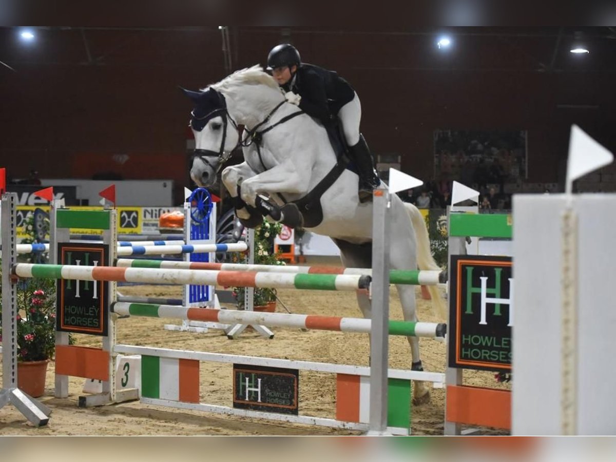 Deutsches Sportpferd Stute 11 Jahre 179 cm Schimmel in Waakirchen