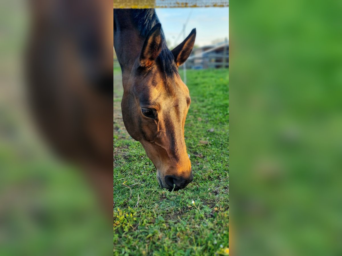 Deutsches Sportpferd Stute 11 Jahre Dunkelbrauner in Berg
