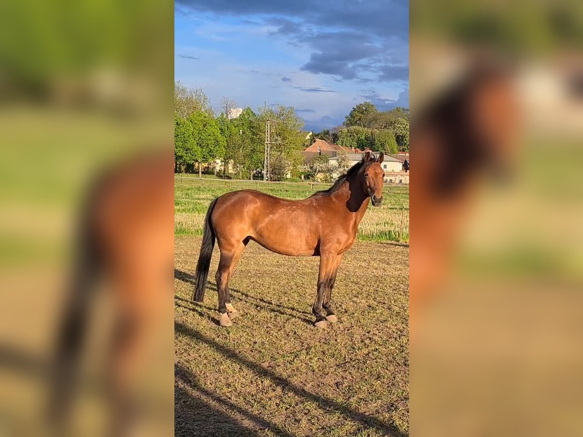 Deutsches Sportpferd Stute 12 Jahre 160 cm Brauner in Naumburg
