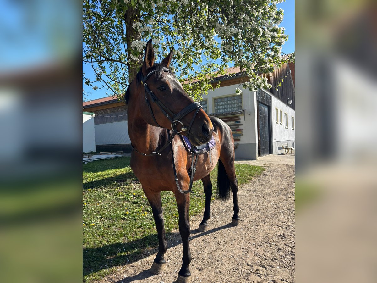 Deutsches Sportpferd Stute 12 Jahre 163 cm Brauner in Schrobenhausen