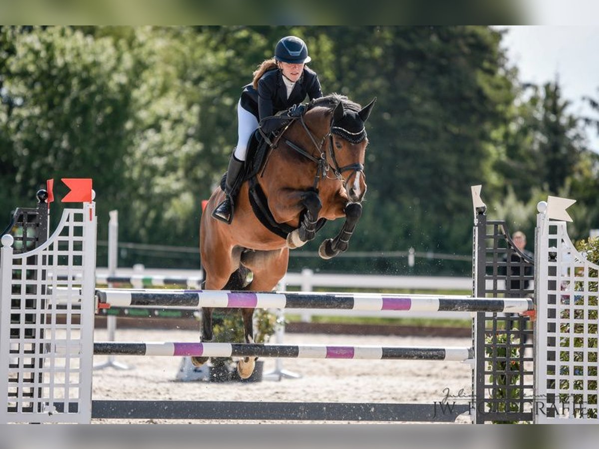 Deutsches Sportpferd Stute 12 Jahre 164 cm Dunkelbrauner in Lindau (Bodensee)Lindau