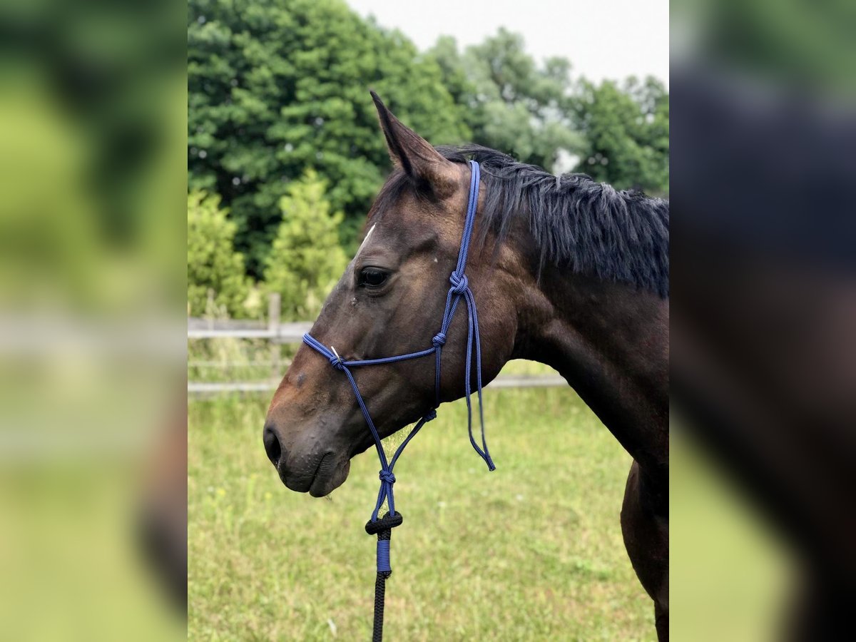 Deutsches Sportpferd Stute 12 Jahre 165 cm Brauner in Schmachtenhagen