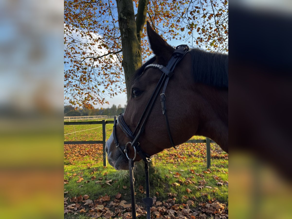 Deutsches Sportpferd Stute 12 Jahre 166 cm Hellbrauner in Bielefeld