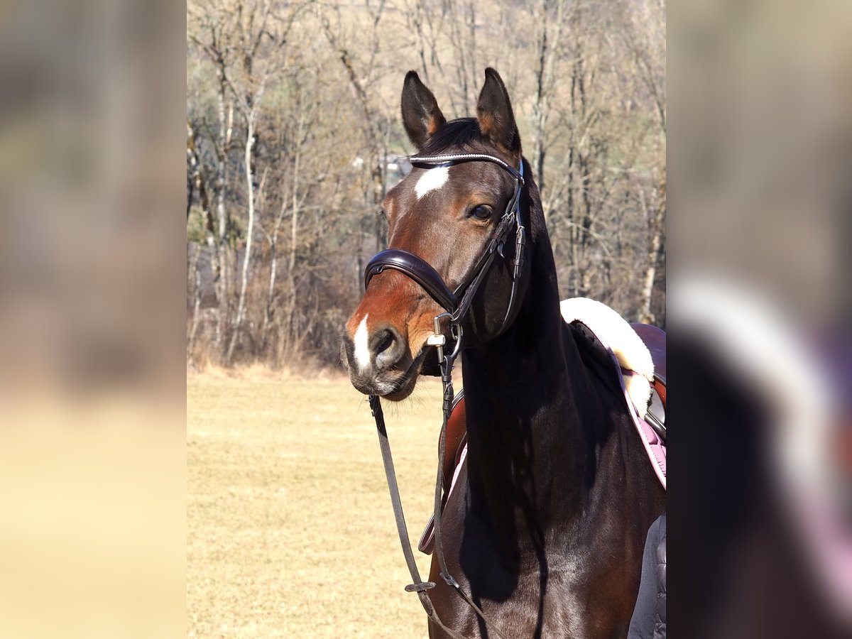 Deutsches Sportpferd Stute 12 Jahre 169 cm Dunkelbrauner in Scharnstein