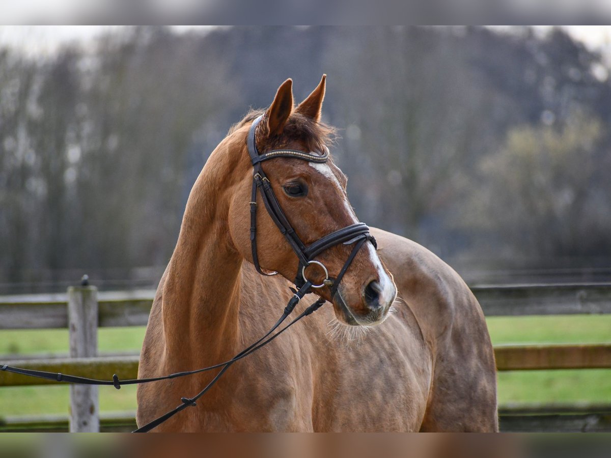 Deutsches Sportpferd Stute 12 Jahre 171 cm Fuchs in Riedstadt