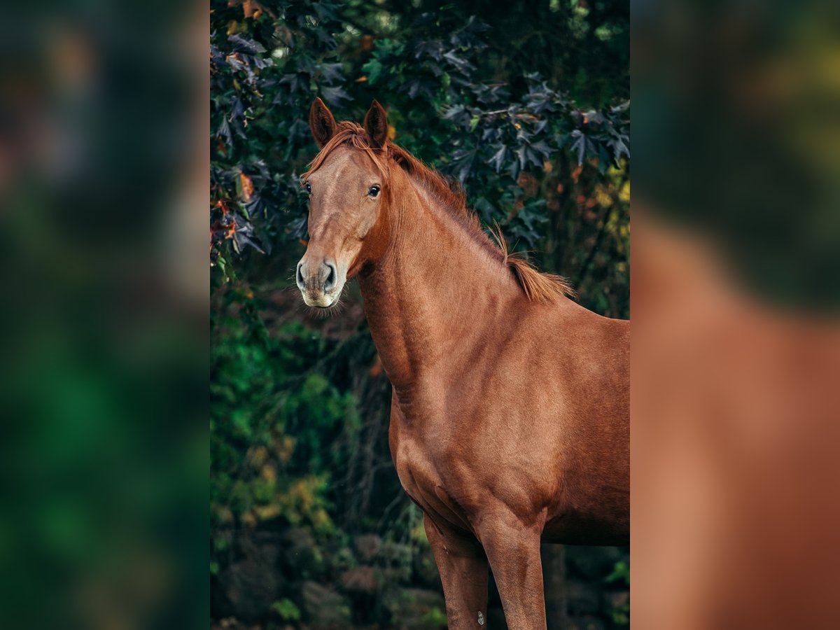 Deutsches Sportpferd Stute 12 Jahre 175 cm Fuchs in Perleberg