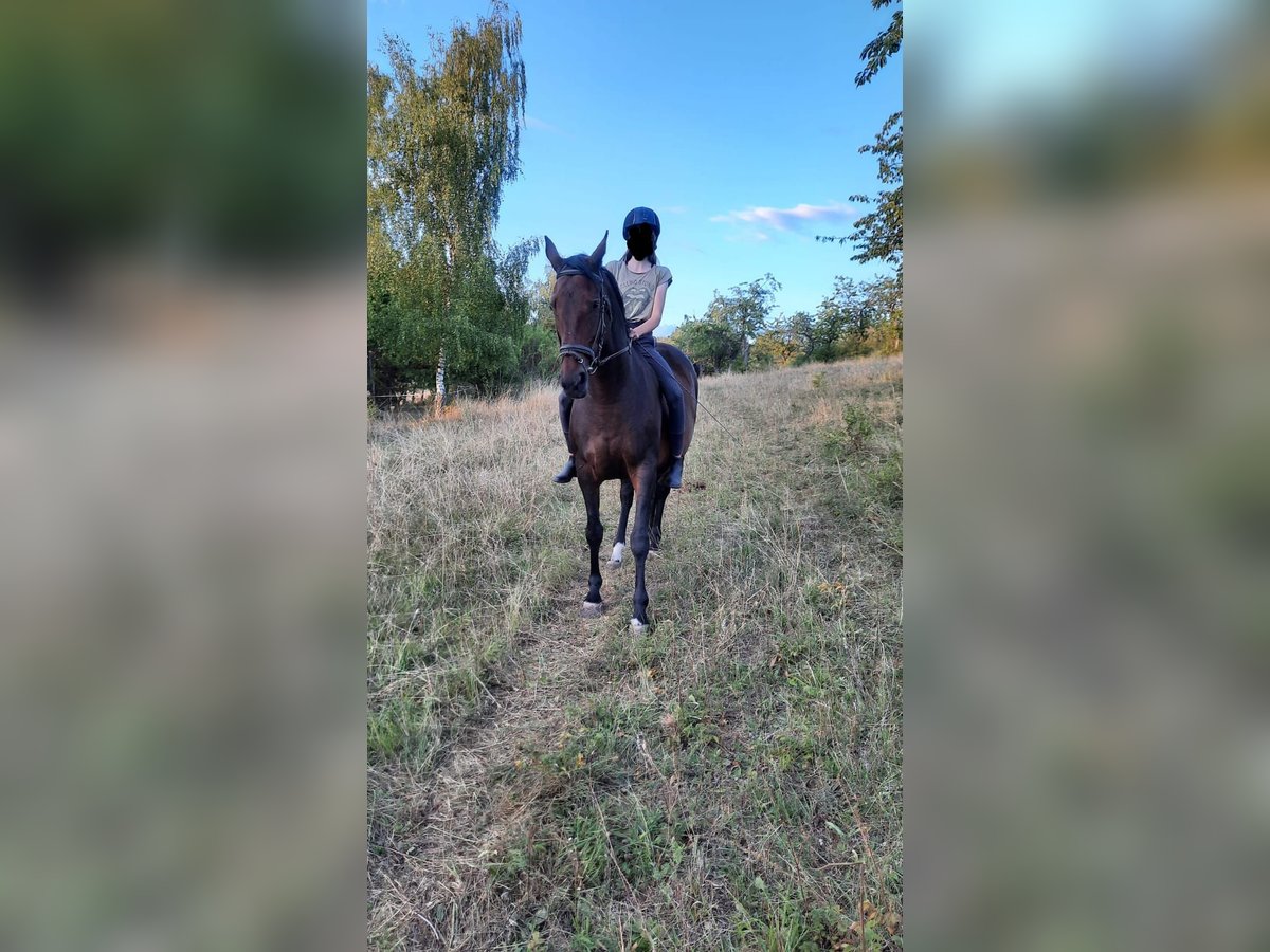 Deutsches Sportpferd Stute 13 Jahre 161 cm Dunkelbrauner in Küllstedt