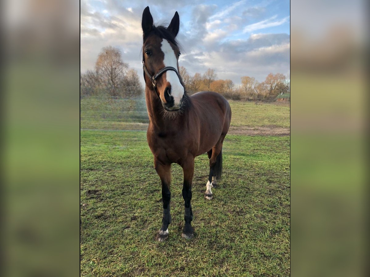 Deutsches Sportpferd Stute 13 Jahre 163 cm Brauner in Berlin