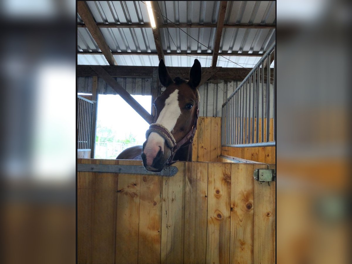 Deutsches Sportpferd Stute 13 Jahre 163 cm Brauner in H&#xF6;now