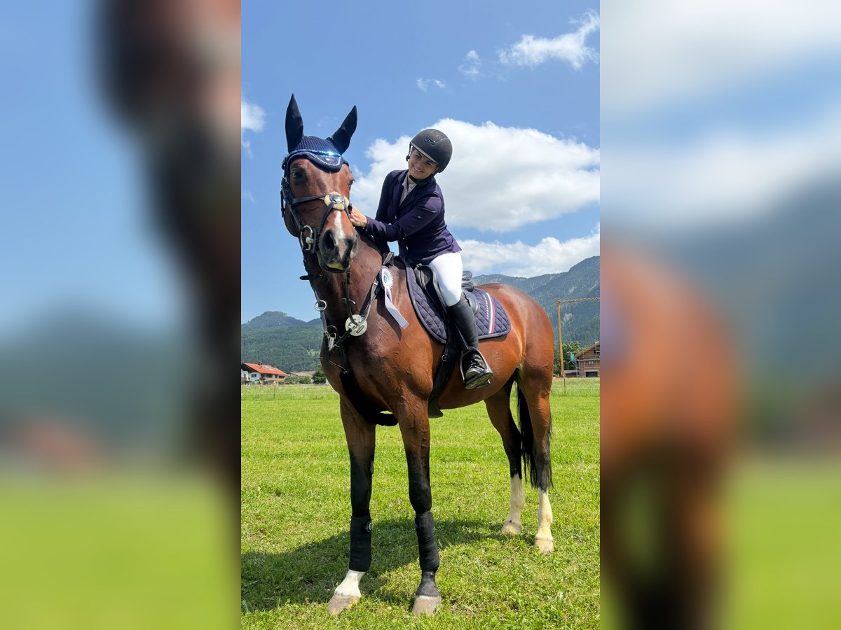 Deutsches Sportpferd Stute 13 Jahre 164 cm Brauner in Sauerlach