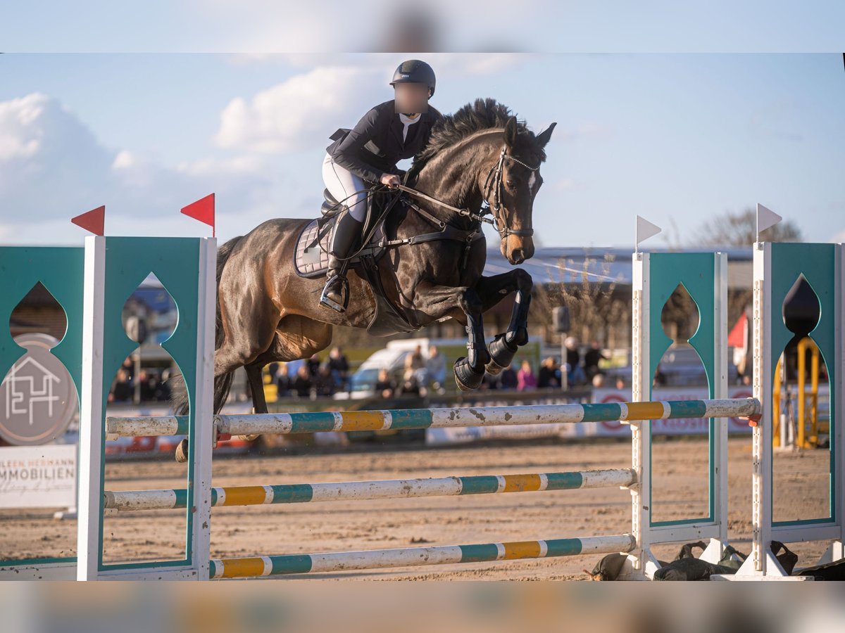 Deutsches Sportpferd Stute 13 Jahre 168 cm Dunkelbrauner in Menden