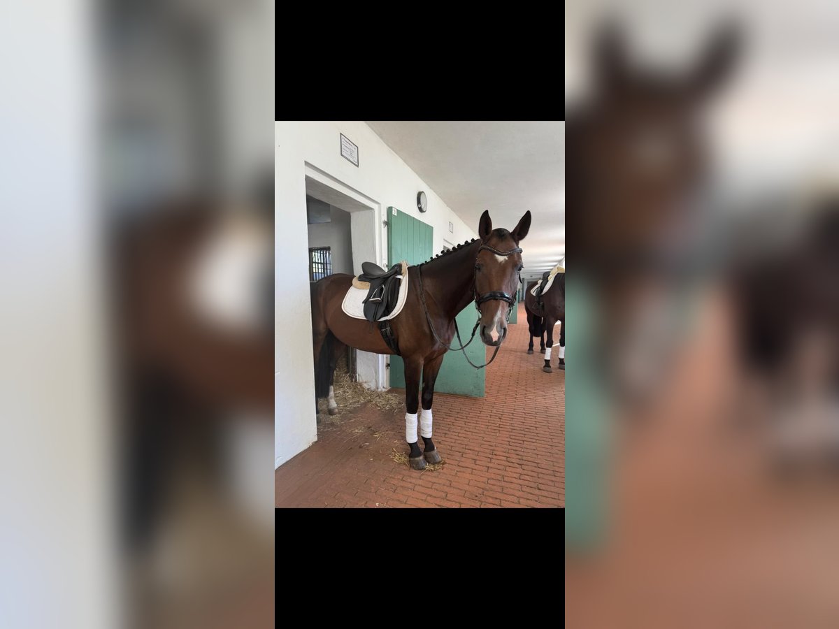 Deutsches Sportpferd Stute 13 Jahre 170 cm Brauner in Berlin Olympiapark