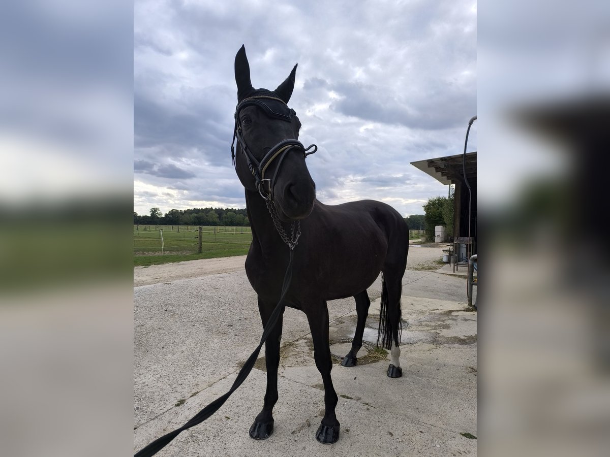 Deutsches Sportpferd Stute 13 Jahre 170 cm Schwarzbrauner in Ingolstadt