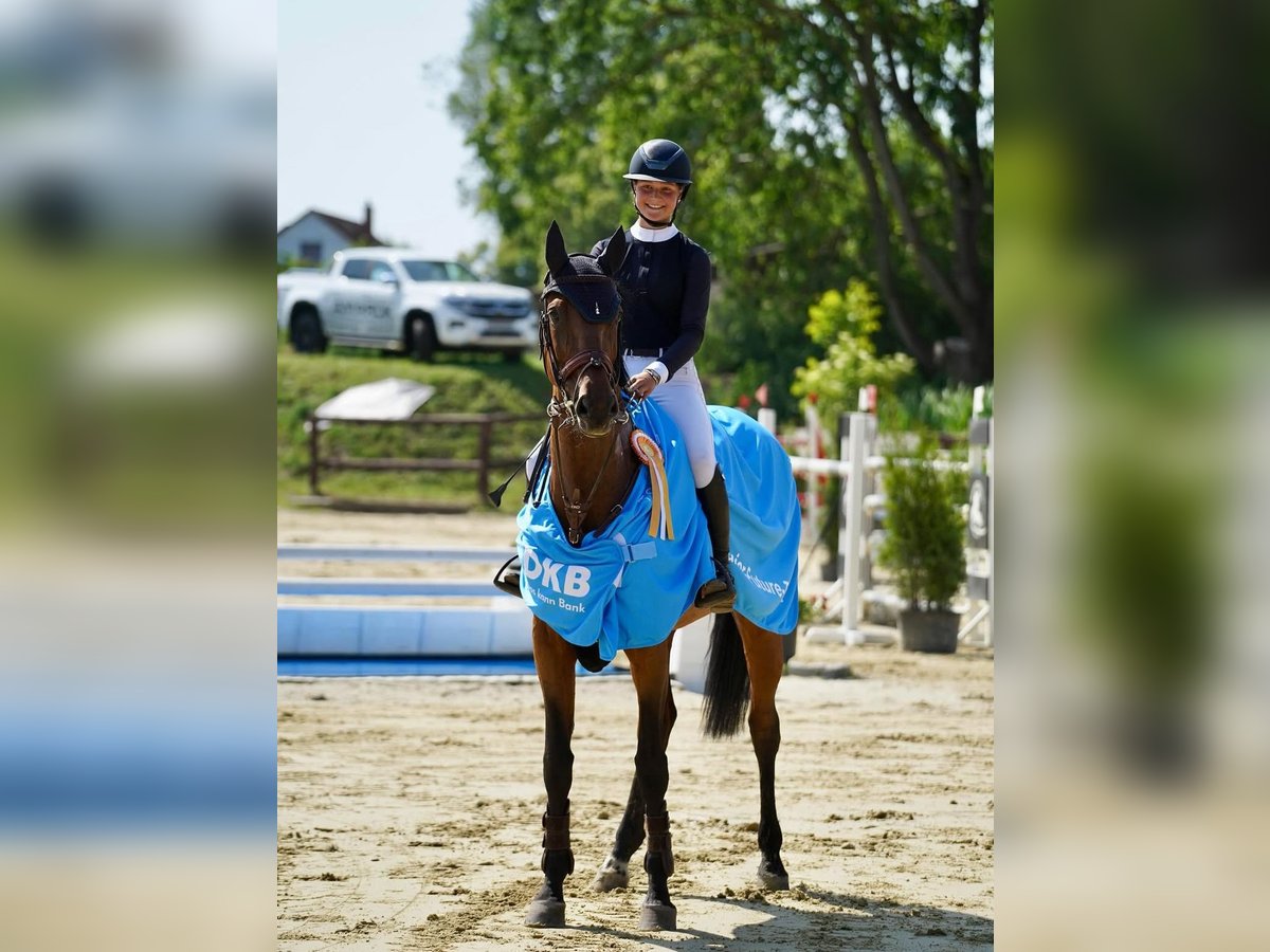 Deutsches Sportpferd Stute 13 Jahre 171 cm Brauner in Z&#xFC;lpich