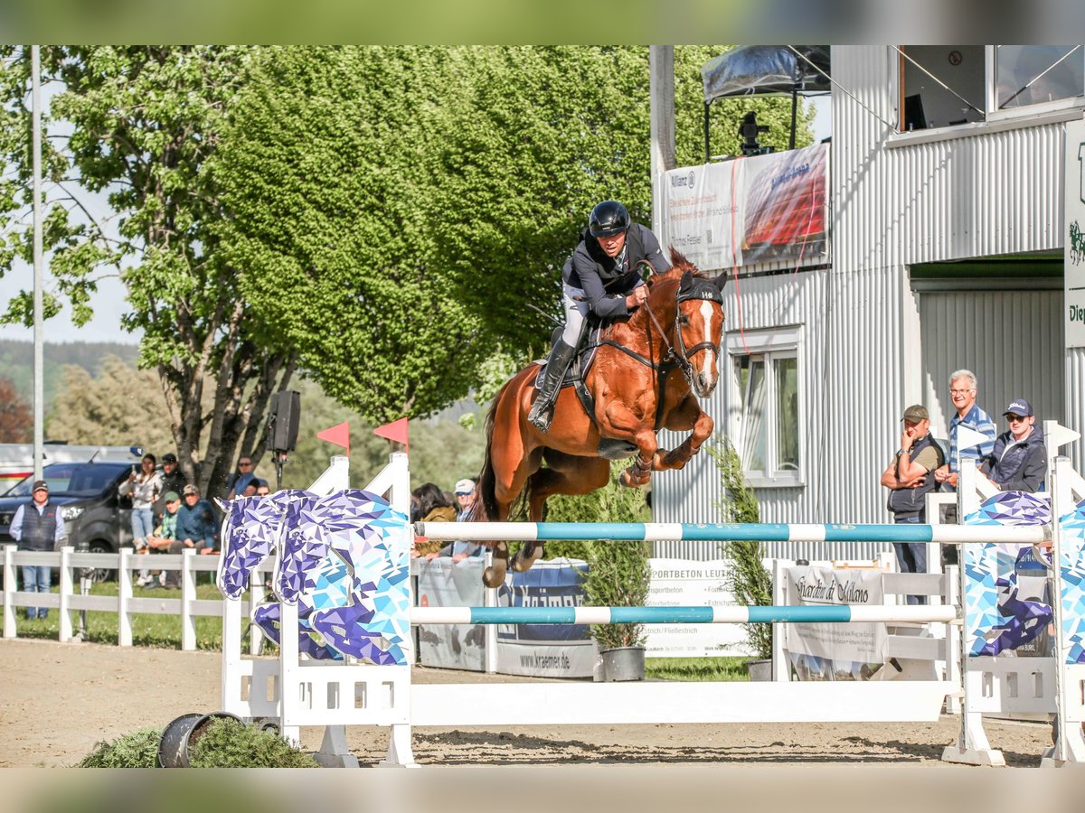 Deutsches Sportpferd Stute 13 Jahre 171 cm Fuchs in Ebenweiler