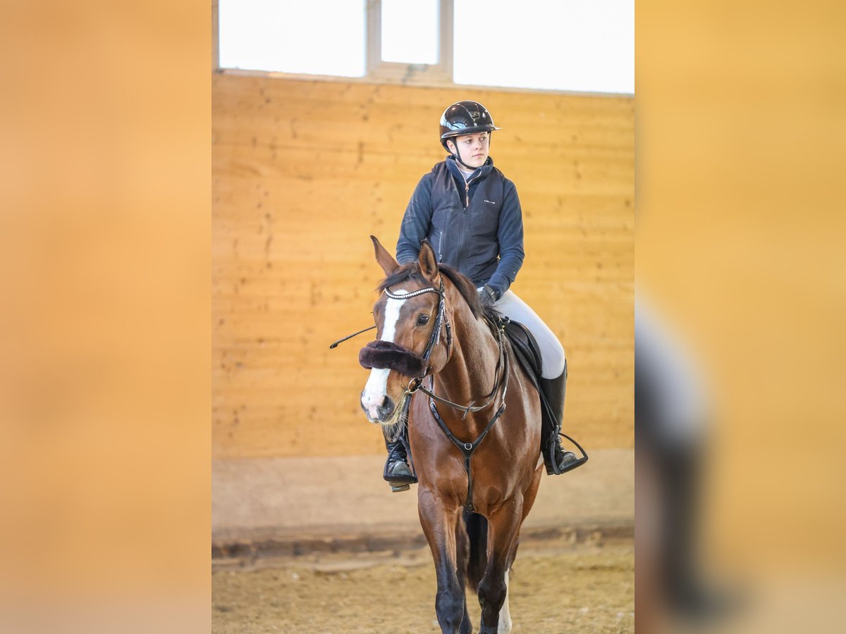 Deutsches Sportpferd Stute 13 Jahre 172 cm Brauner in Obermuhr
