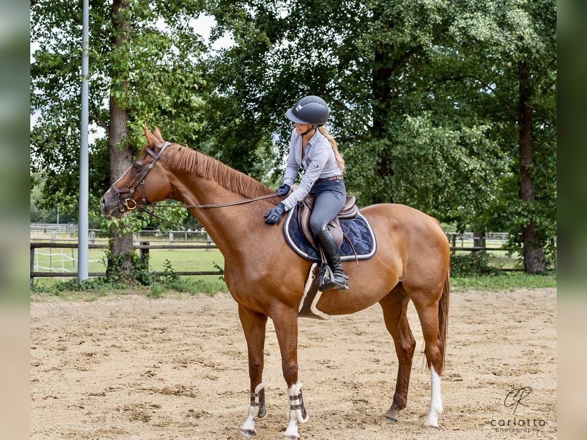 Deutsches Sportpferd Stute 13 Jahre 172 cm Fuchs in Speyer