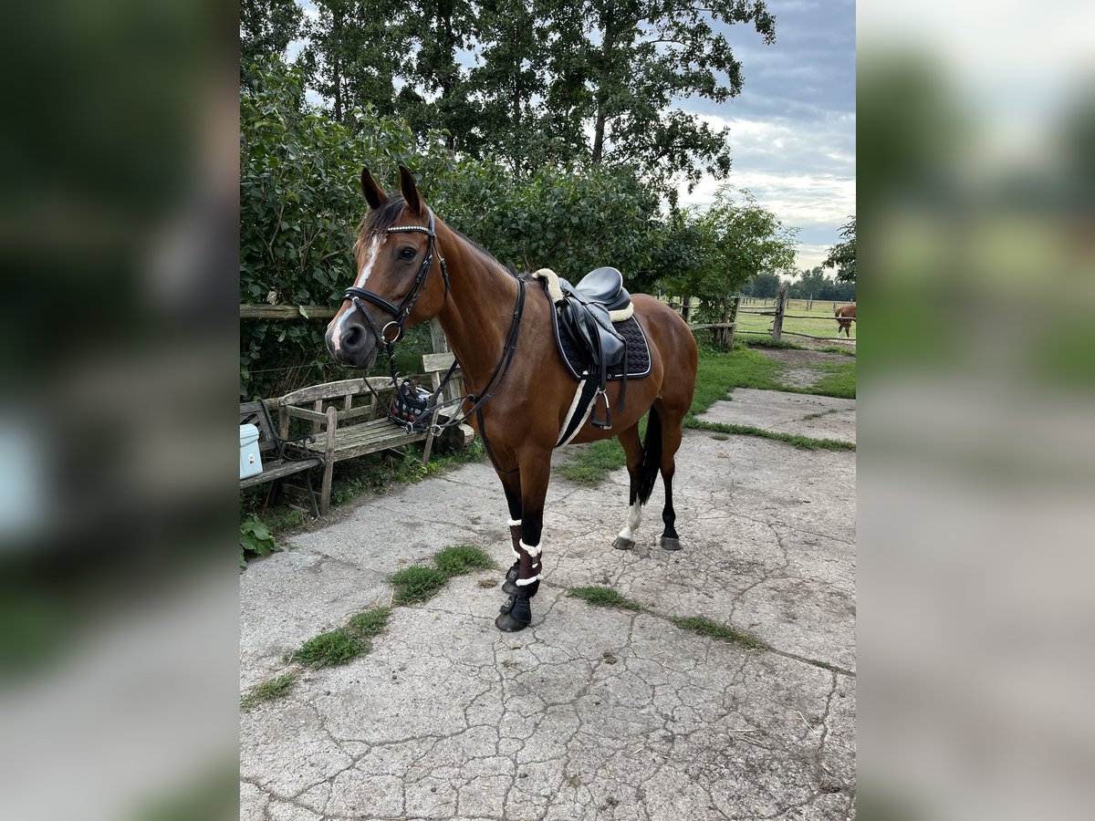 Deutsches Sportpferd Stute 13 Jahre in Bad Liebenwerda