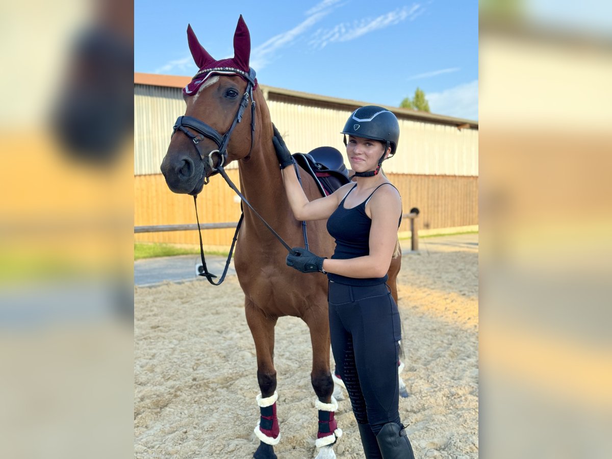 Deutsches Sportpferd Stute 14 Jahre 163 cm Brauner in Borsdorf